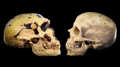 Son Dakika Bilinmeyen Bir Popülasyon, Genlerimizin Yüzde 20’sini Sağlamış