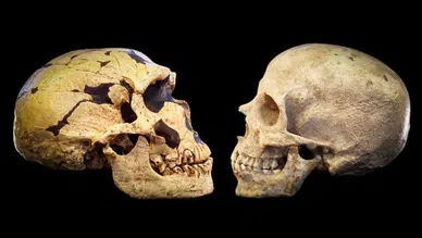 Son Dakika Bilinmeyen Bir Popülasyon, Genlerimizin Yüzde 20’sini Sağlamış