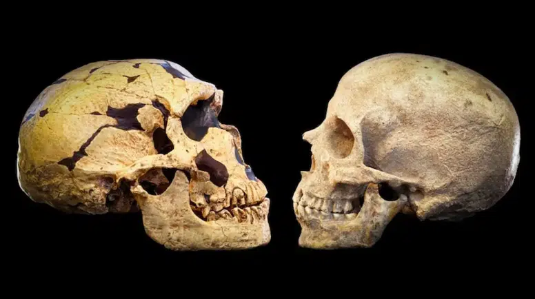 Son Dakika Bilinmeyen Bir Popülasyon, Genlerimizin Yüzde 20’sini Sağlamış